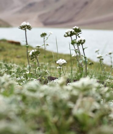Close-up of wildflowers by a serene lake in the Indian Himalayas, showcasing natural beauty.