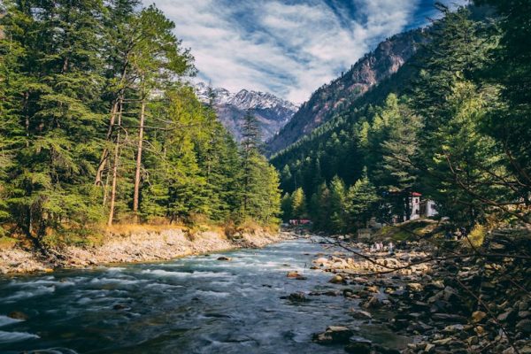 Beautiful landscape of river flowing through coniferous forest in Kasol, India with mountains in the background.