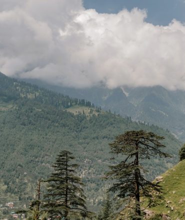 Spectacular scenery of lush coniferous trees growing on green grassy mountain slope against cloudy blue sky in Manali